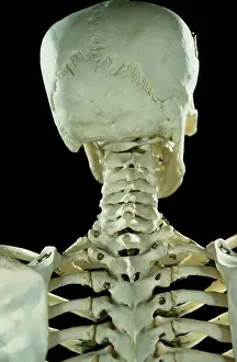 Scan: Human Skeleton
