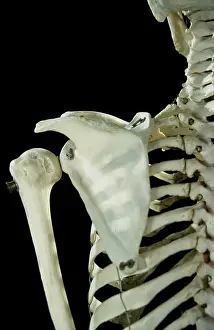 Scan: Human Skeleton