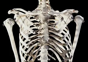 Scan: Human Skeleton