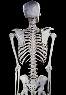 Scan: Human Skeleton