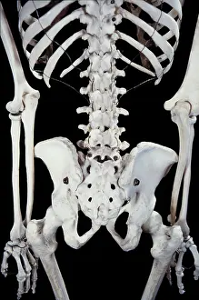 Scan: Human Skeleton