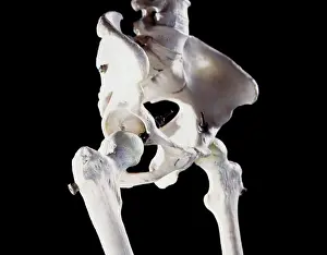 Scan: Human Skeleton
