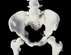 Bone: Human Skeleton