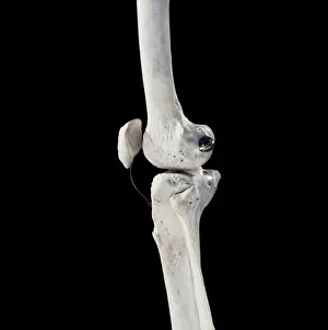 Scan: Human Skeleton body structure