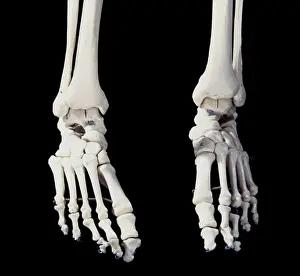Scan: Human Skeleton body structure