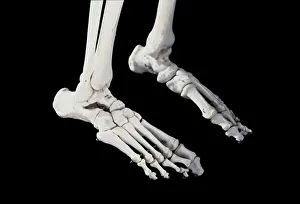 Scan: Human Skeleton body structure