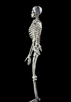 Scan: Human Skeleton body structure