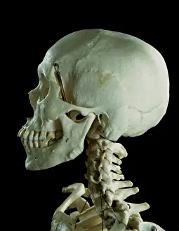 Scan: Human Skeleton body structure
