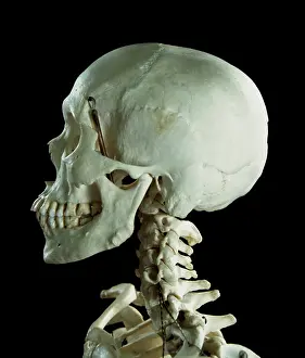 Scan: Human Skeleton body structure
