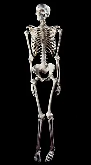 Bone: Human Skeleton body structure