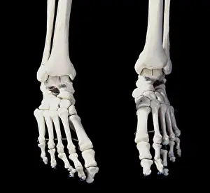 Toes: Human skeleton - body structure - Feet