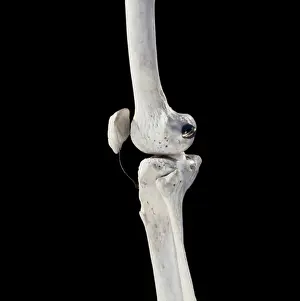 Dae Sasitorn And David Spears: Human skeleton - body structure showing bone joints