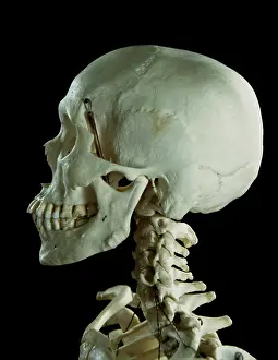 Dae Sasitorn And David Spears: Human skeleton - body structure - skull and Vertebrae