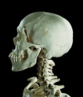 Dae Sasitorn And David Spears: Human skeleton - body structure - skull and Vertebrae