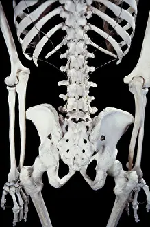 Dae Sasitorn And David Spears: Human skeleton - body structure - upper body