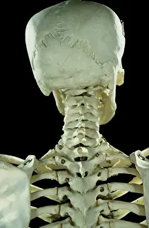 Human skeleton - body structure - upper body -back