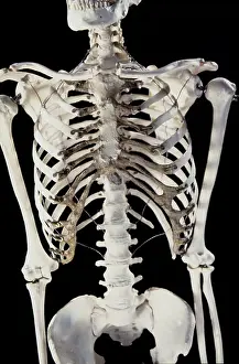 Backbone: Human skeleton - body structure - upper body bone