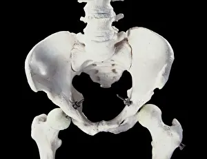 Dae Sasitorn And David Spears: Human skeleton - body structure - upper body - Pelvis bone