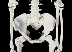 Dae Sasitorn And David Spears: Human skeleton - body structure - upper body - Pelvis bone
