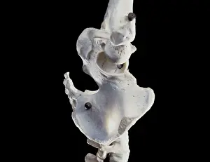 Dae Sasitorn And David Spears: Human skeleton - body structure - upper body - Pelvis bone