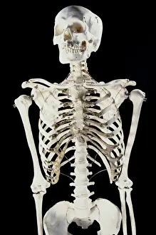 Backbone: Human skeleton - body structure - upper body showing