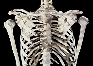 Backbone: Human skeleton - body structure - upper body showing