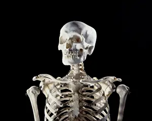 Ribs: Human skeleton - body structure - upper body showing ribs