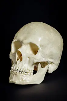 Homo: Human Skull