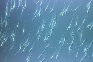 Micro: Human Sperm