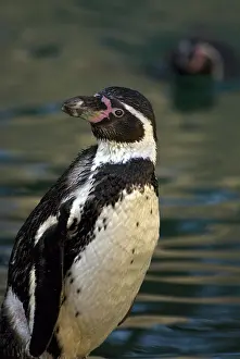Humboldt: Humboldt penguin