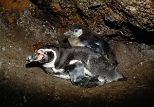 Humboldt: Humboldt Penguin - adult in nest with chickS