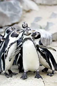 Humboldt: Humboldt penguin - group, one with fish in beak