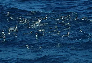 Humboldt: Humboldt Penguin - Group swimming