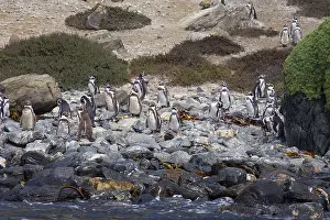 Humboldt: Humboldt Penguin - Pan de Azucar National Park - Chile