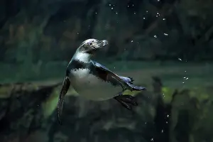 Float: Humboldt Penguin (Spheniscus humboldti)