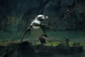 Float: Humboldt Penguin (Spheniscus humboldti)