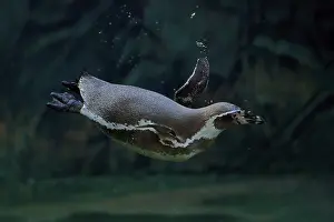 Float: Humboldt Penguin (Spheniscus humboldti)