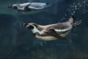 Float: Humboldt Penguin (Spheniscus humboldti)