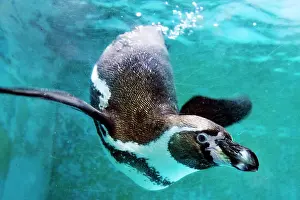 Humboldt: Humboldt penguin (Spheniscus humboldti), captive