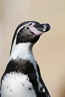 Peruvian: Humboldt penguin (Spheniscus humboldti), captive