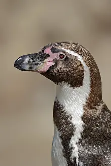Humboldt: Humboldt penguin (Spheniscus humboldti), captive
