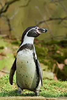 Humboldt: Humboldt penguin (Spheniscus humboldti) on grass