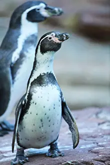 Humboldt: Humboldt penguin (Spheniscus humboldti) standing
