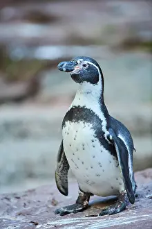 Humboldt: Humboldt penguin (Spheniscus humboldti) standing
