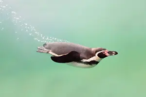 Humboldt: Humboldt Penguin - swimming underwater