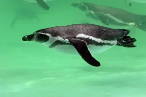Humboldt: Humboldt Penguin - swimming under water