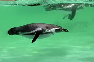Humboldt: Humboldt Penguin - swimming under water