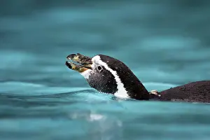 Humboldt: Humboldt Penguin - in water