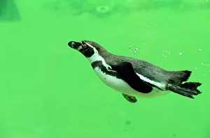Humboldt: Humboldt / Peruvian Penguin