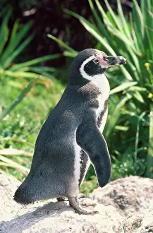 Humboldt: Humboldt / Peruvian PENGUIN